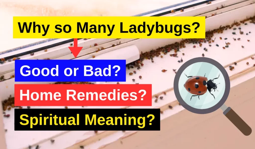 Why are there so many ladybugs